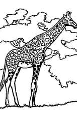 Make social videos in an instant: Coloriage Girafe En Ligne Gratuit A Imprimer