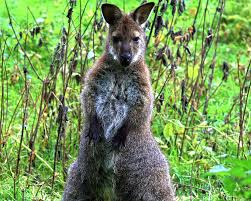 Avec une garde d'enfants à votre domicile, nos intervenants sont à l'écoute de vos consignes pour respecter votre mode de vie et. Kangourou De Benett Macropus Rufogriseus La Ferme De Beaum