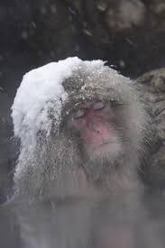 Many of us are familiar with images of monkeys soaking up the watery warmth of a hot spring in the midst of a bone chilling, wintery landscape. Hot Spring Bathing Of Wild Monkeys In Shiga Heights Origin And Propagation Of A Cultural Behavior Springerlink
