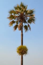 Image result for Decorsea schlechteri