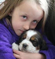 Royal Springer Queen Lacey AKC Field Trial Champion Lineage