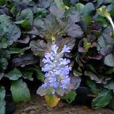 楽天市場 アジュガ レプタンス 1鉢 2 5 3号 Ajuga ｒeptans グランドカバー 花苗 多年草 耐寒性 カラーリーフ 苗 寄せ植え シェイドガーデン 青花 花壇 ガーデニング ハッピーガーデン