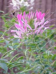 Image result for Cleome rubella