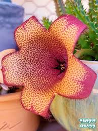 Image result for Tavaresia