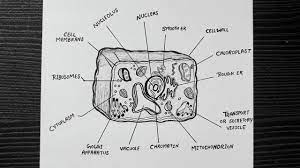 A plant cell drawing video. Diagram Of Plant Cell How To Draw Plant Cell Easy Step By Step Plant Cell Diagram Youtube