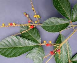 Image result for Allophylus africanus