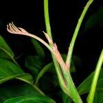 Image result for Lannea welwitschii