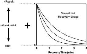 To do this, multiply your maximal heart rate by 70 %. An Example Of The Calculation Of Normalized Heart Rate Recovery Curves Download Scientific Diagram