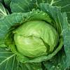 You must pick broccoli at the correct time to enjoy optimum flavor and texture, but knowing the right time takes careful inspection and practice. 1