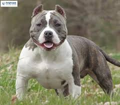 Mnoho jiných psů má nepochybně větší sílu a nejspíš i větší stisk než pitbull, ale přesto se nikdy nenašlo plemeno, které by jej překonalo v ringu. Phan Biá»‡t Cho American Bully Va Cho Pitbull Tung Lá»™c Pet