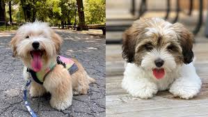 Havanese Dog Colors A Complete List Of All 16 Recognized Coat Colors Puppies Club