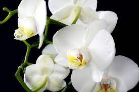 8 Beautiful Flowers To Grow To Improve Your Mood And Well Being Style Vanity Tropical Flower Arrangements Orchid Flower Orchid Plants