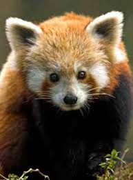 While residents of sikkim honor the endangered red panda, they also understand the species is under a growing threat. Https Indiabiodiversity Org Biodiv Content Documents Document 7ccf89db 1f6e 4120 B68b 4e6ee6854260 588 Pdf