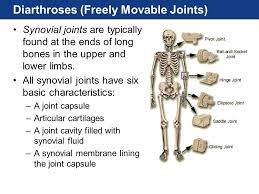 The Skeletal System Articulations Ppt Download