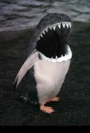 Bad The Sharks Head Blends Into The Background And Looks Very Digital Photoshopped Animals Funny Photoshop Animal Mashups