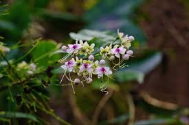 Image result for Clerodendrum umbellatum