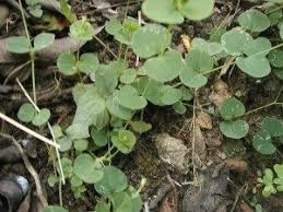 Image result for Drymaria cordata