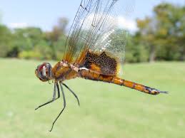 久々の採卵 ハネビロトンボ | ヤゴの全てヤゴとトンボの情報