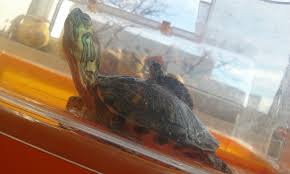 De fapt, carapacea este o metodă de apărare. Broasca Testoasa Posts Facebook