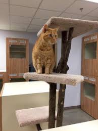 I absolutely love this place!! Alpharetta Ga Cat Boarding Countryside Pet Estates Milton