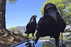 Do Ravens Make Good Pets Petset Com