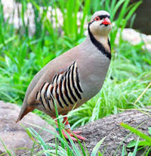 هذا المنتدى يهتم بالطبقة المثقفة من الشباب. Alectoris Chukar Ø·Ø§Ø¦Ø± Ø§Ù„Ø­Ø¬Ù„