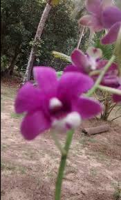Den 191115 3 Dendrobium Orchids Klairvoyant Orchids Thrissur Kerala Dendrobium Orchids Orchids Orchid Plants