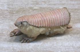 Are They Really Bulletproof!! Despite Reports Of Bullets Ricocheting Off  Armadillos, These Creatures Aren'T Bulletproof. Their Shells Are Made Of  Bony Plates Called Osteoderms That Grow In The Skin. Can You Shoot