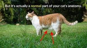 Why Do Cats Have Belly Pouches Primordial Pouch Pet Keen