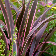 June to september full sun. Phormium Pink Stripe Perennial Plants For Sale Free Uk Delivery