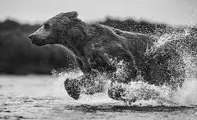 We offer an extraordinary number of hd images that will instantly freshen up your smartphone or computer. Hd Wallpaper Water Squirt Wet Bear Running Black And White Photo Wallpaper Flare