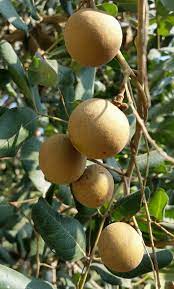 Bringing freedom to the world's most vulnerable. Warisan Petani Buah Longan Ping Pong