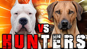 An african boerboel mix is a cross between an african boerboel and another dog breed. Dogo Argentino Vs Rhodesian Ridgeback Rhodesian Ridgeback Vs Dogo Argentino Billa Boyka Youtube