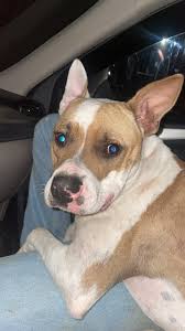 North Mississippi Shelter/Rescue Connection