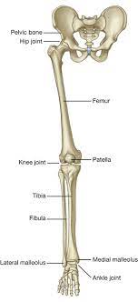 Maybe you would like to learn more about one of these? Lower Limb Basicmedical Key