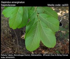 Image result for Sapindaceae