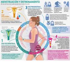 Ciclo Menstrual Y Entrenamiento Federacion Puertorriquena De Karate Y Artes Marciales Asoc Fepuka Ciclo Menstrual Ciclo Ovarico Salud De La Mujer