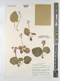 Image result for Cincinnobotrys speciosus