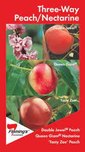 Dwarf fruiting varieties are suitable for growing in large pots. Peach Nectarine Triple Grafted 255mm Pot Dawsons Garden World