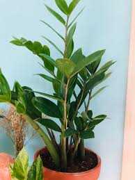 Dormancy is a period of rest, that, as mast explains, starts in the fall when your plants sense the days becoming shorter thanks to the accompanying reduced light levels. Lily S Indoor Jungle Zz Plant Care