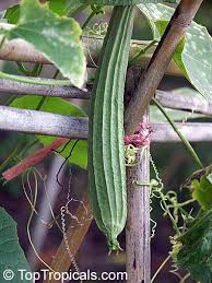 Image result for Luffa