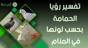 الحمامة في المنام التفسير الشامل لحلم الحمام ارب حظ