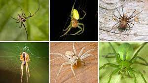 I found today the same in my garden in méxico. 21 Common Uk Spiders You Might Find This Autumn Metro News