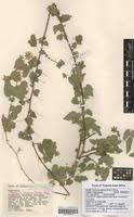 Image result for Pavonia burchellii