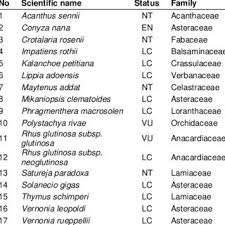 Image result for Agrocharis pedunculata