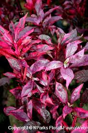 Alternanthera red rooted cutting liner. Alternanthera Brasiliana L Kuntze Brazilian Red Hots