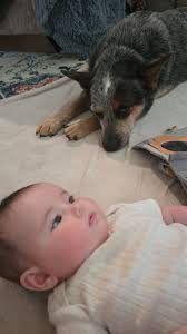 New Pet Reba Joins Frankie in a Loving Home