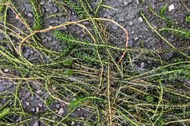 Image result for Lagarosiphon major