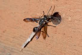 Contrary to popular belief, wasps are a species of flying insect that do not fit into the same category as bees or ants. Meet The Grass Carrying Wasp A Gentle Pollinator Of Summer Flowers