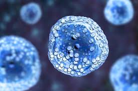 Image result for Mast Cell